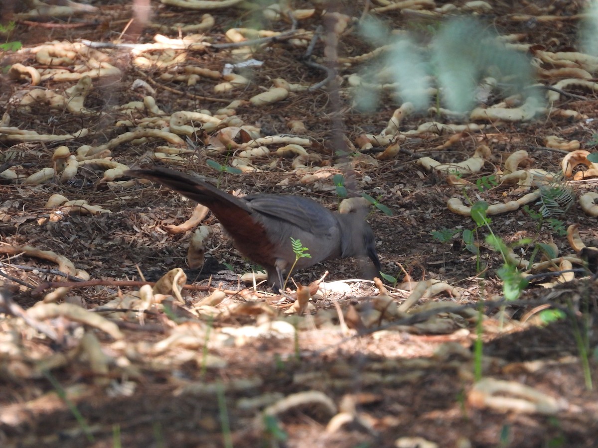 Abert's Towhee - ML642142164