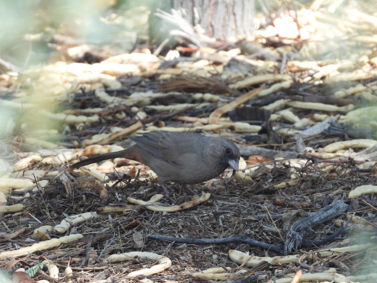 Abert's Towhee - ML642142173