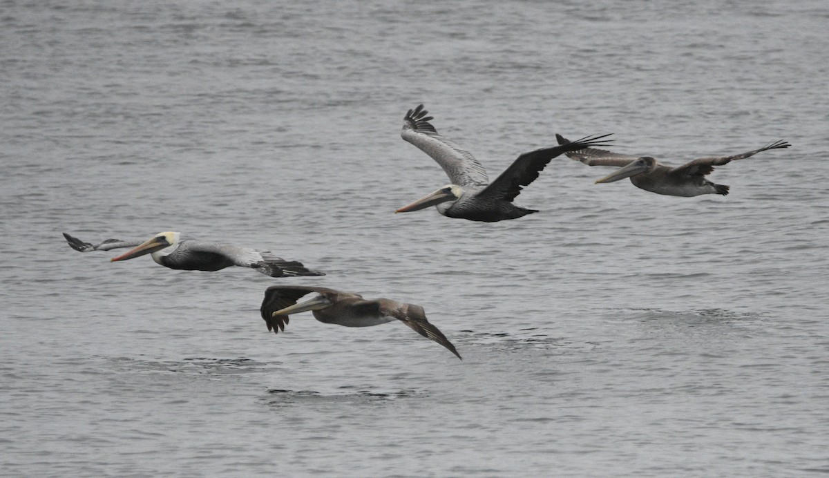 Brown Pelican - ML642142176