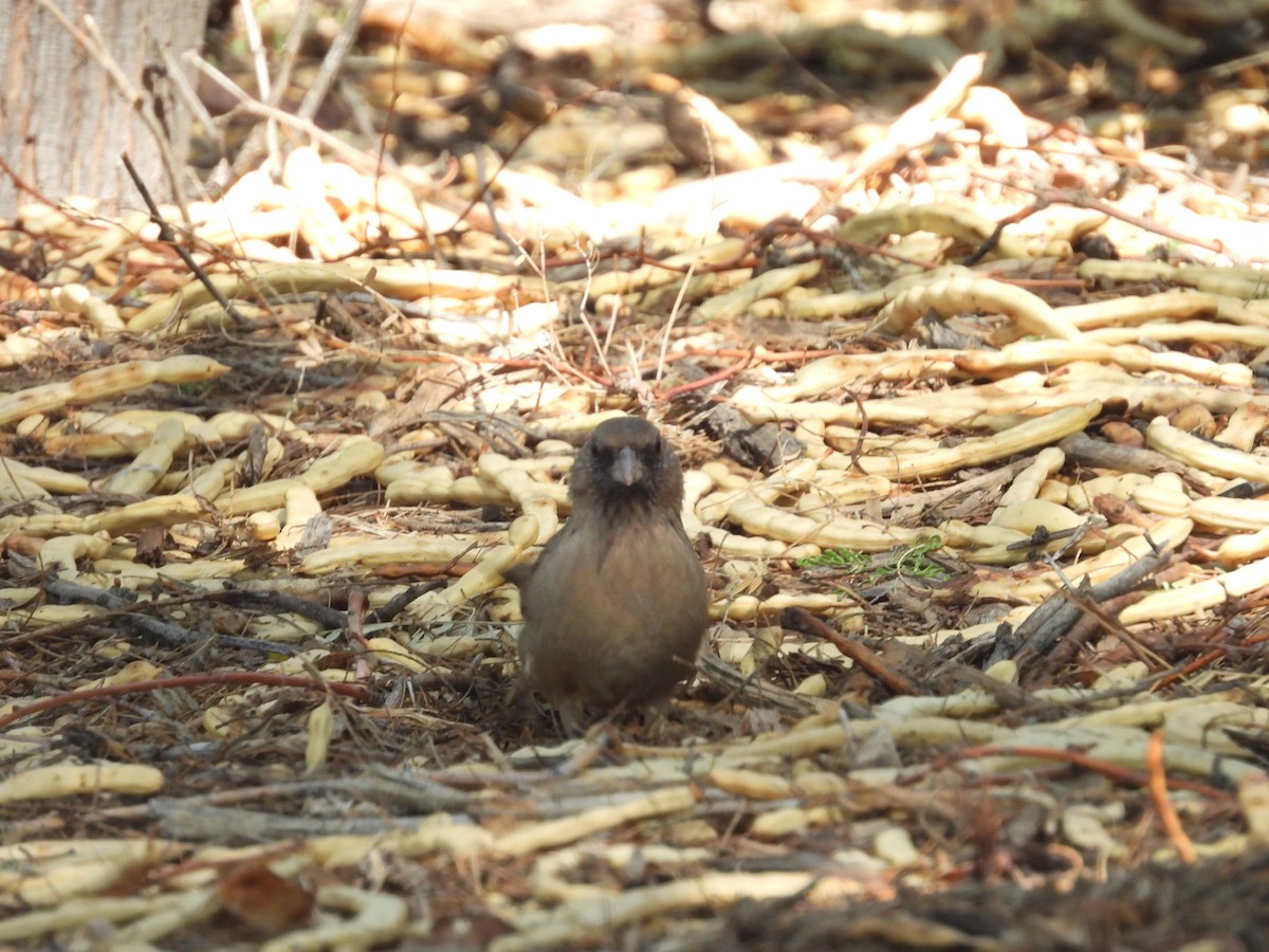 Abert's Towhee - ML642142177