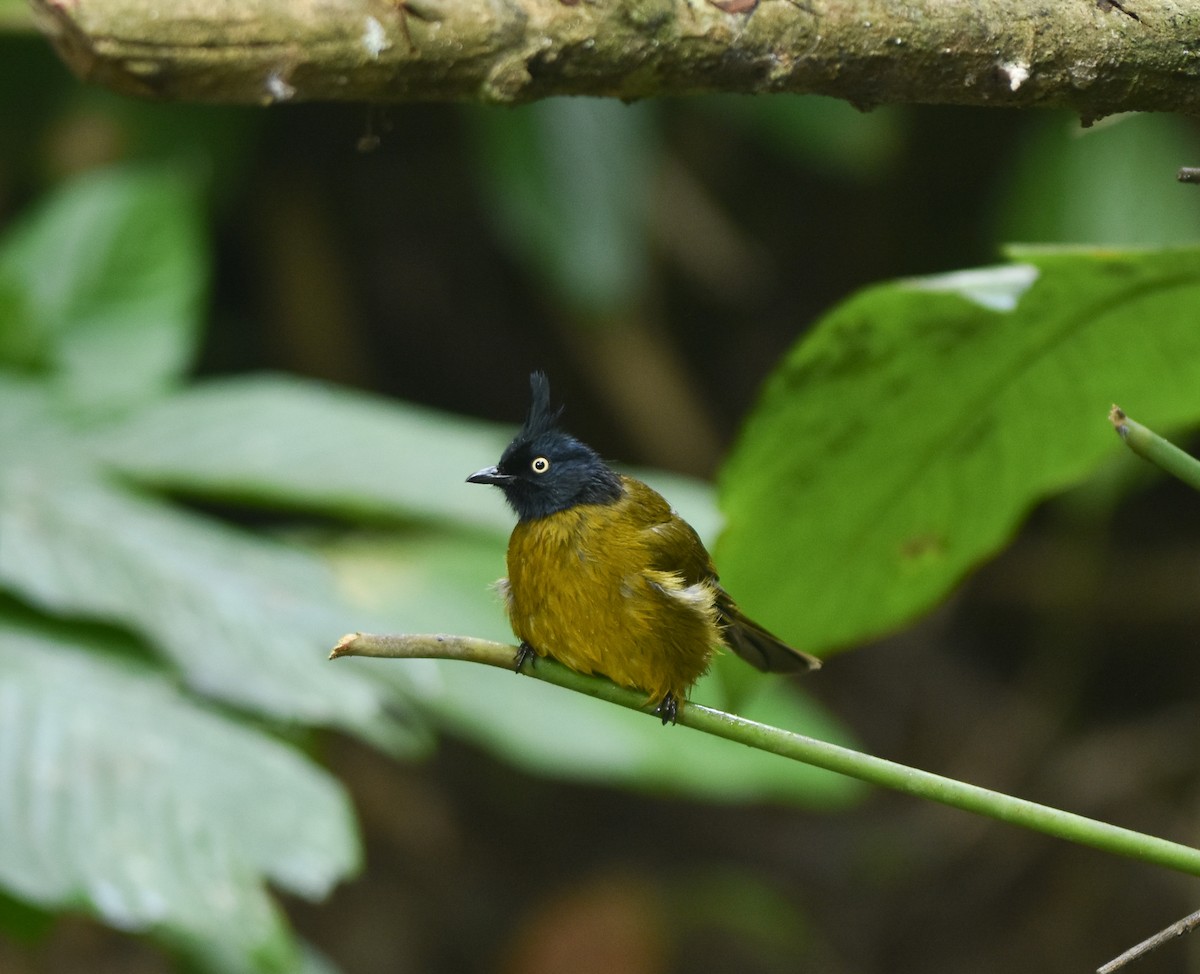 Black-crested Bulbul - ML642142178