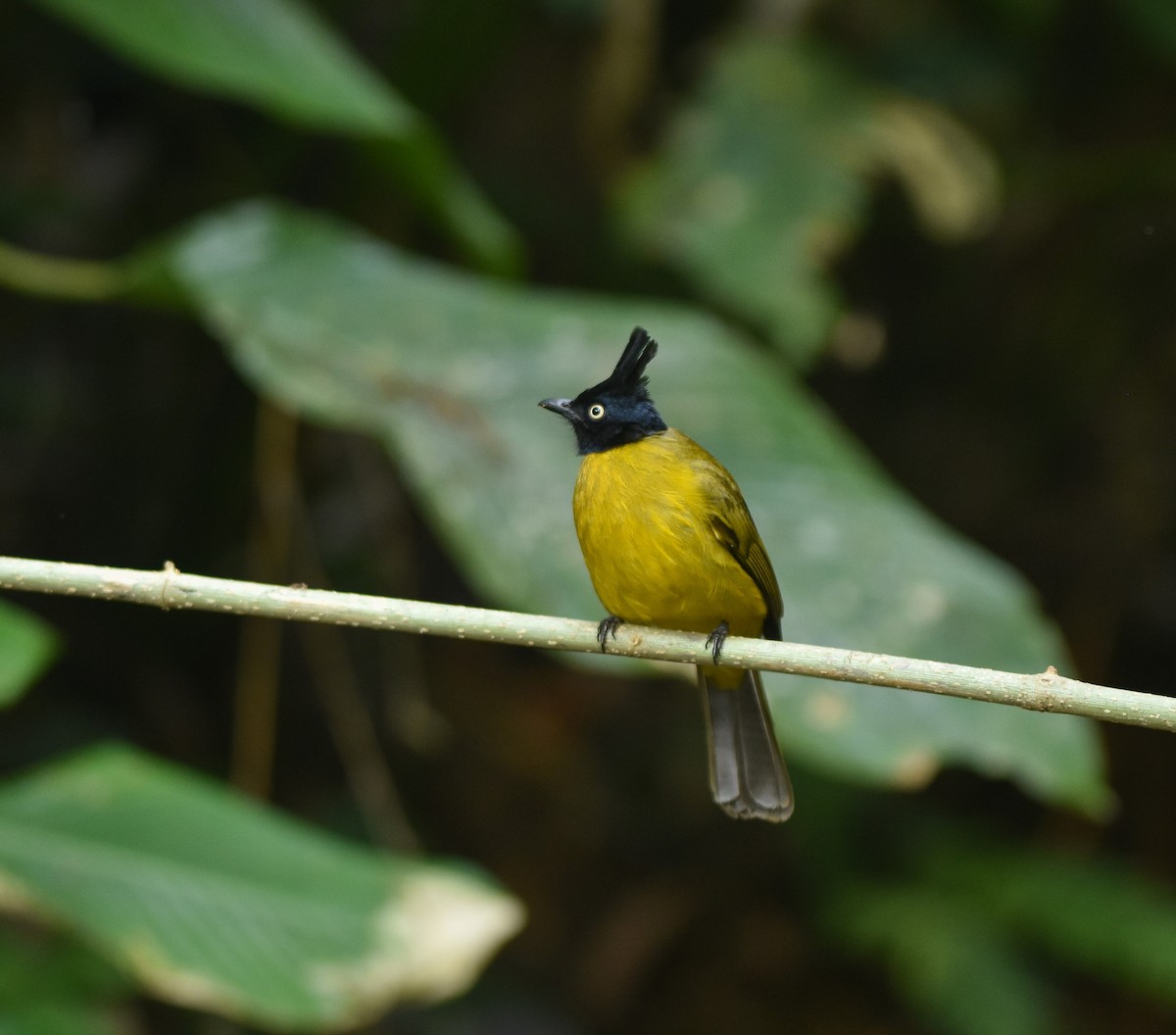 Black-crested Bulbul - ML642142179