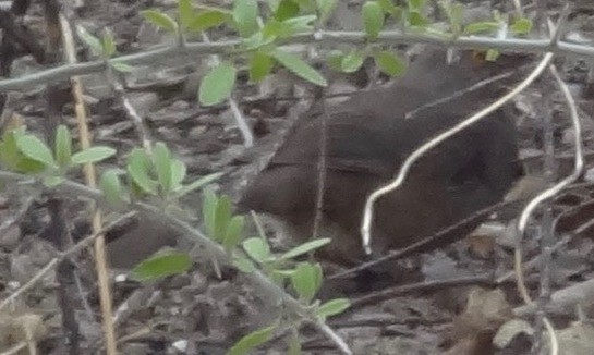 Curve-billed Thrasher - ML642142180