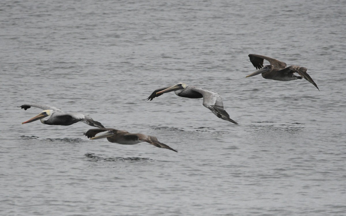 Brown Pelican - ML642142182
