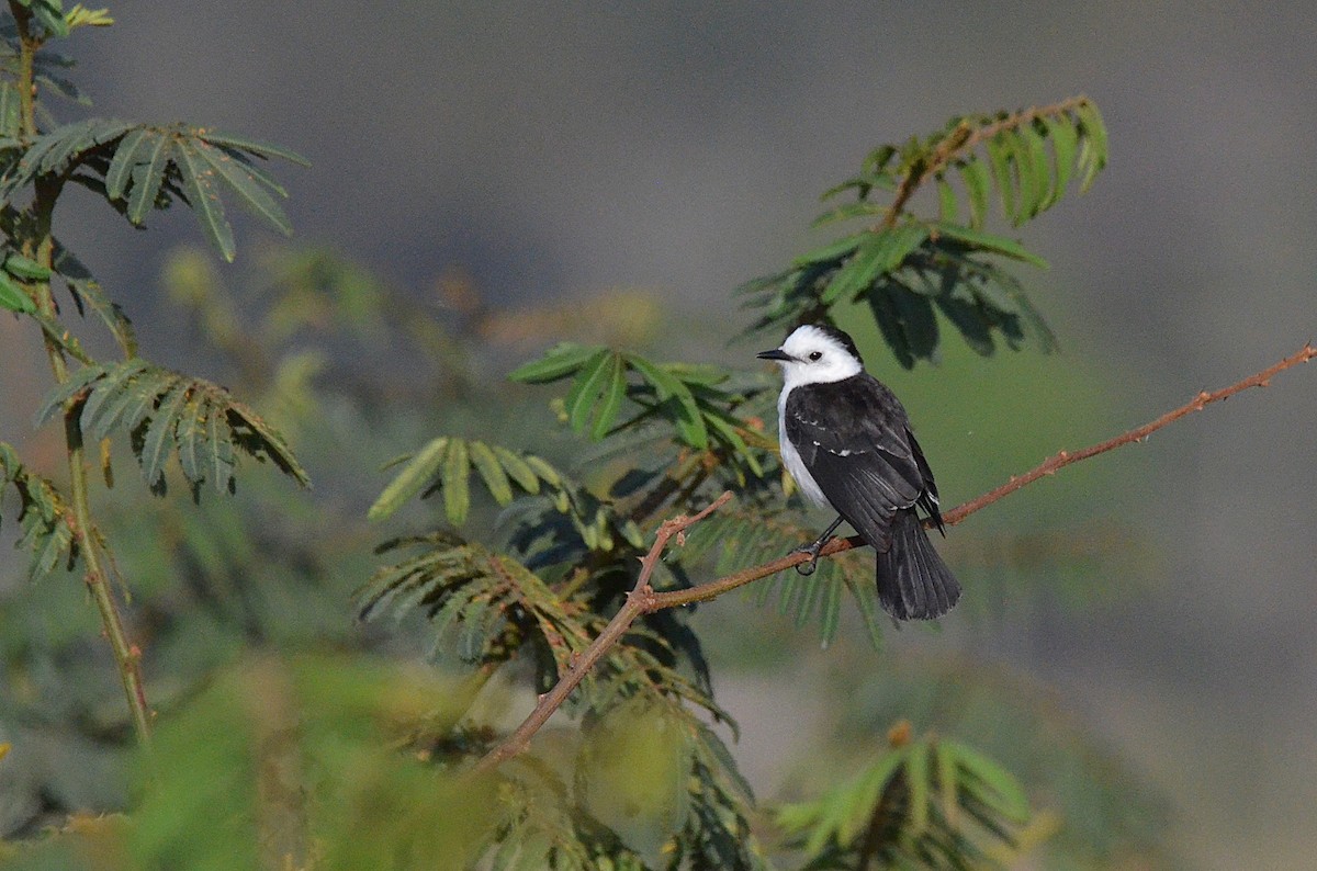 Black-backed Water-Tyrant - ML642142183