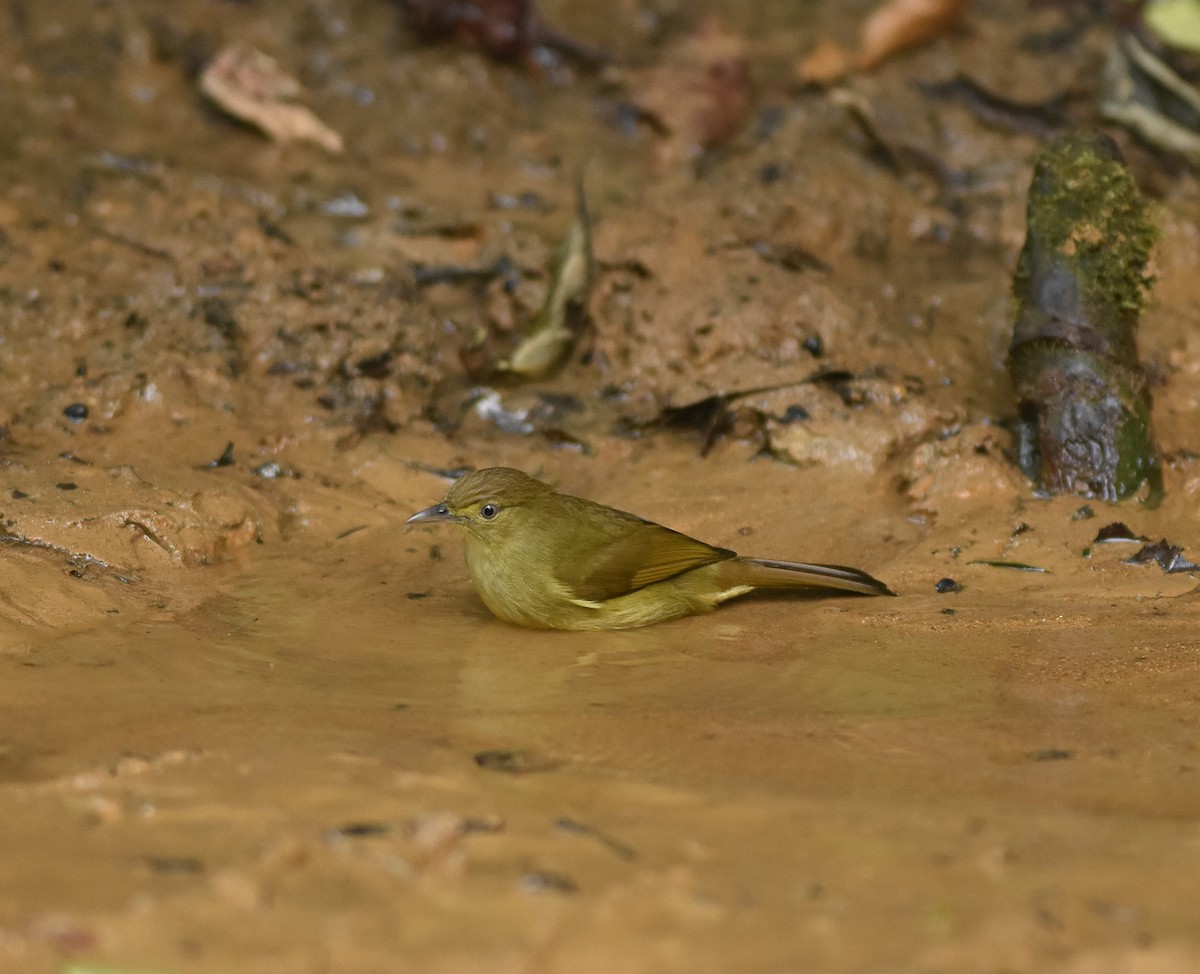 Cachar Bulbul - ML642142185