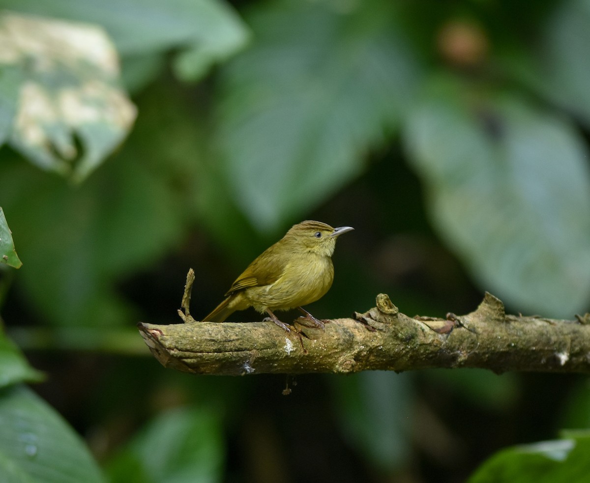 Cachar Bulbul - ML642142186