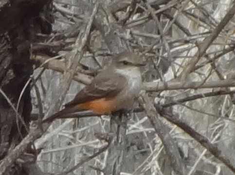 Vermilion Flycatcher - ML642142192