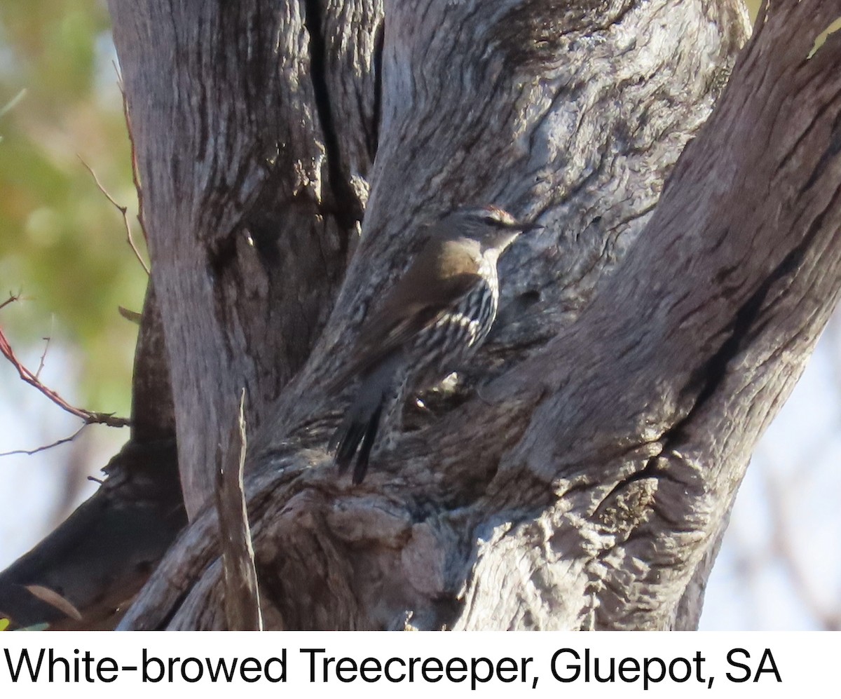 White-browed Treecreeper - ML642142193