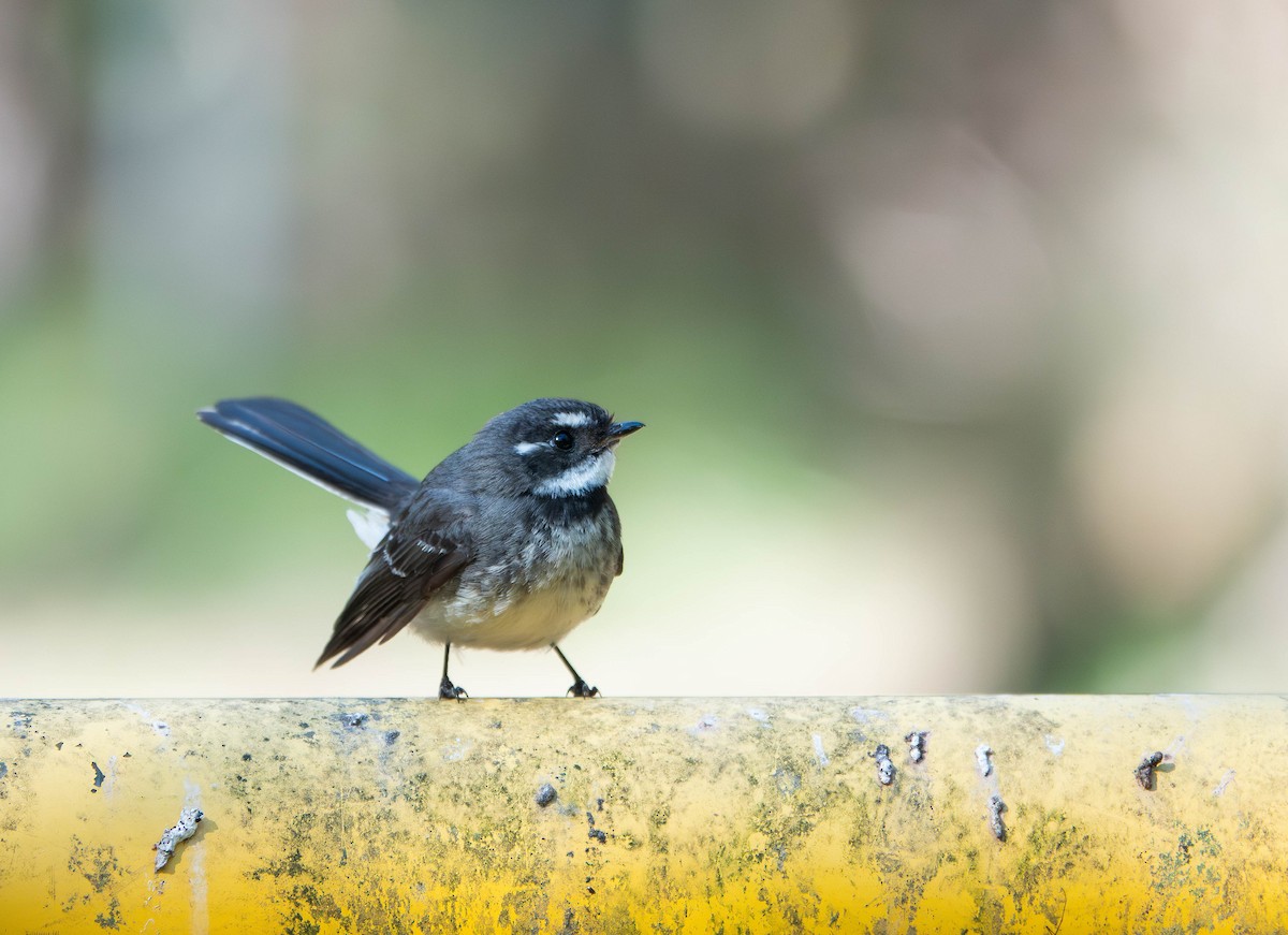 Gray Fantail (alisteri) - ML642142194