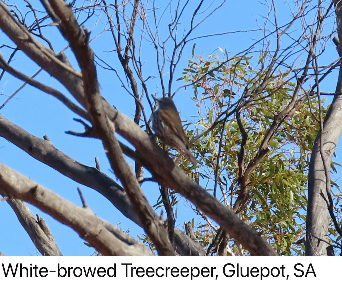 White-browed Treecreeper - ML642142195