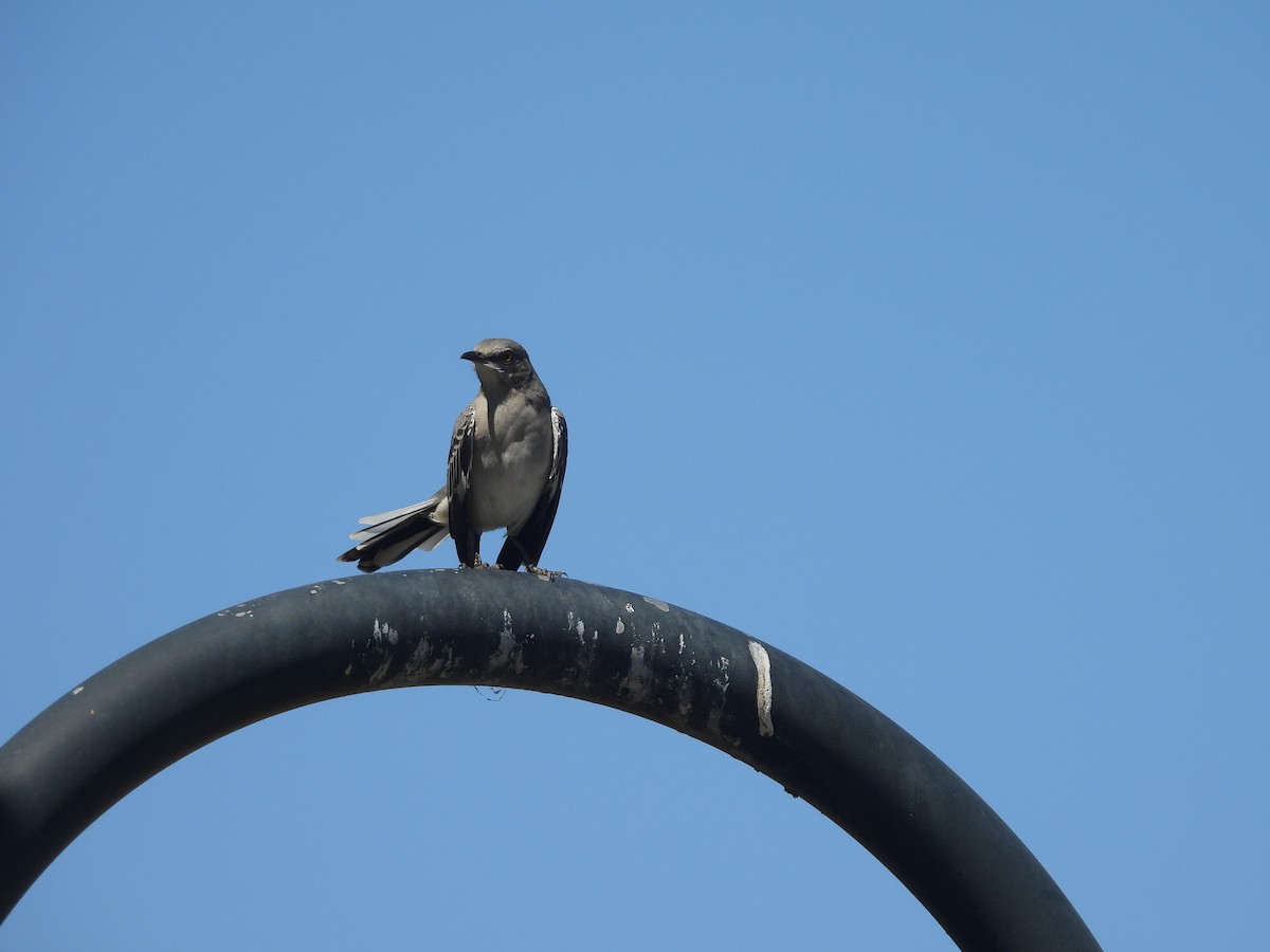 Northern Mockingbird - ML642142196