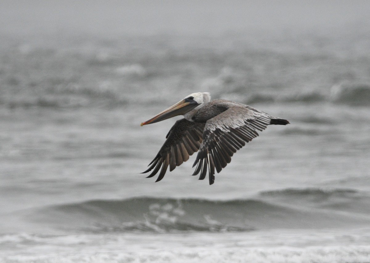 Brown Pelican - ML642142207