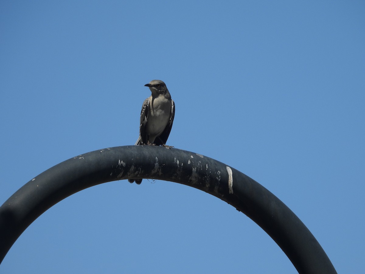 Northern Mockingbird - ML642142209