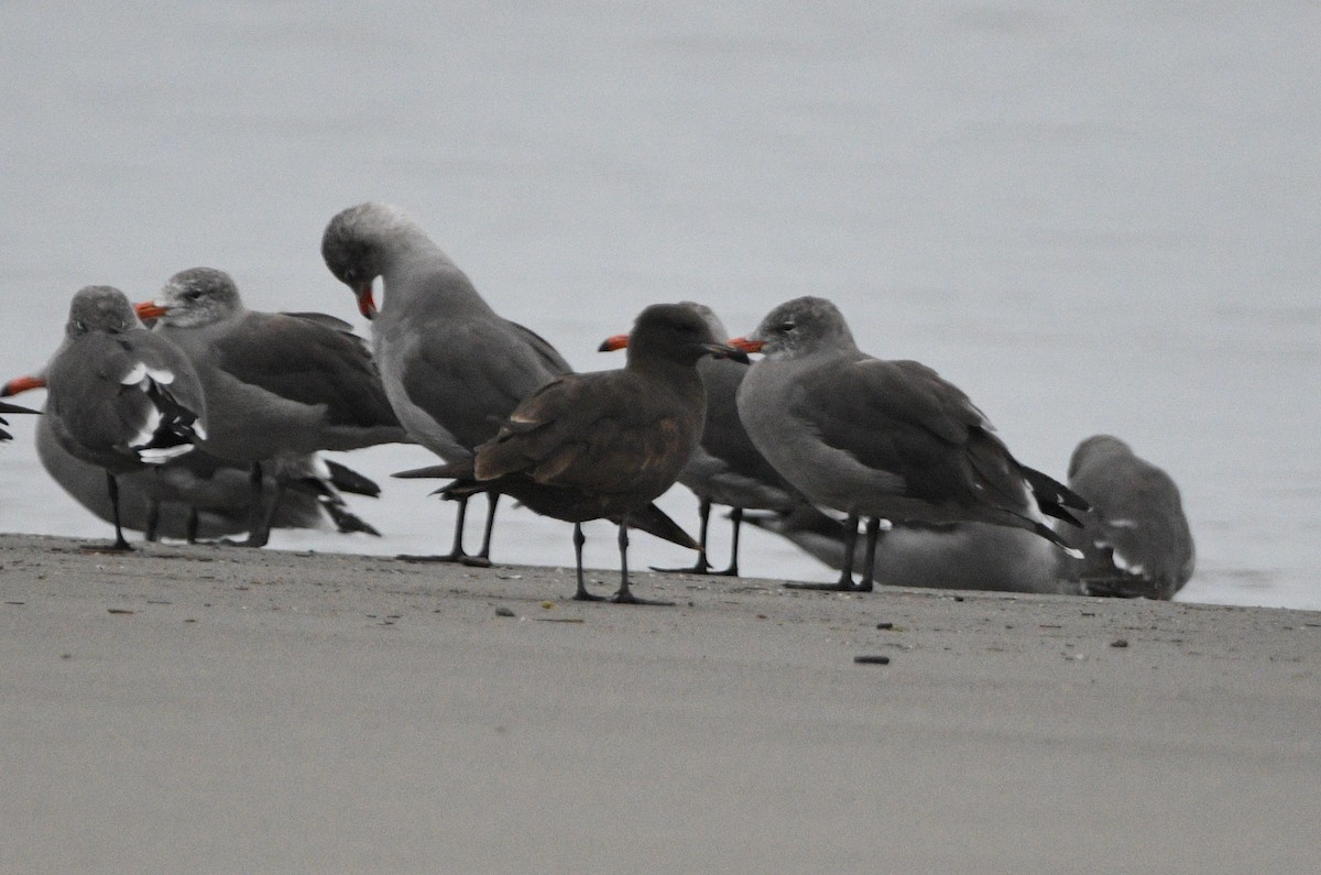 Heermann's Gull - ML642142210