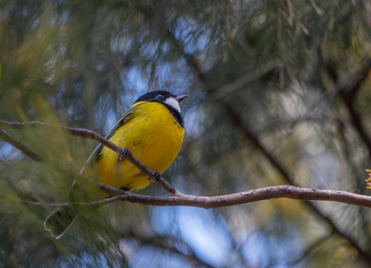 Golden Whistler (Eastern) - ML642142257