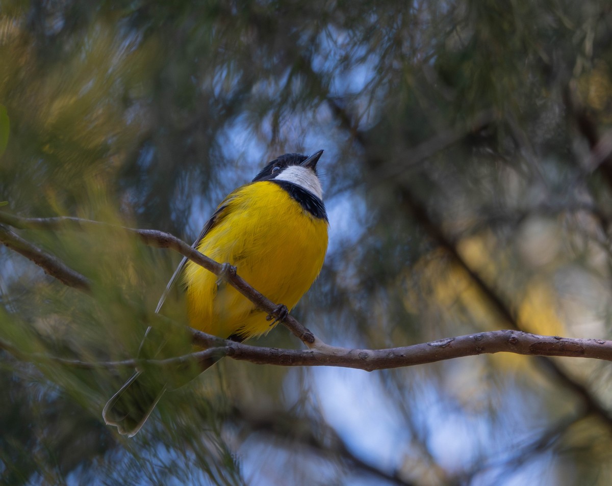 Golden Whistler (Eastern) - ML642142258