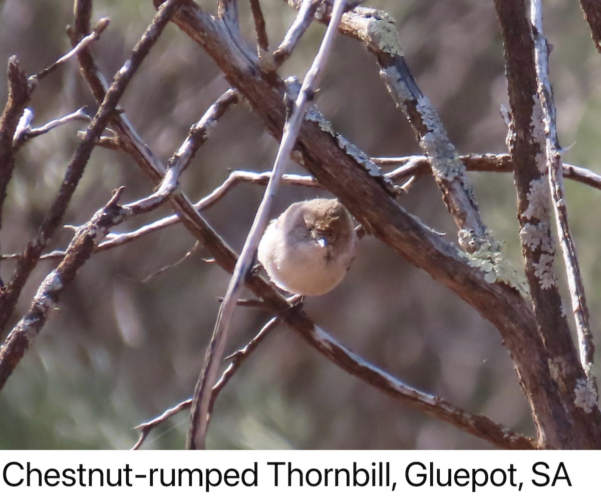 kastanjegumptornsmett - ML642142284