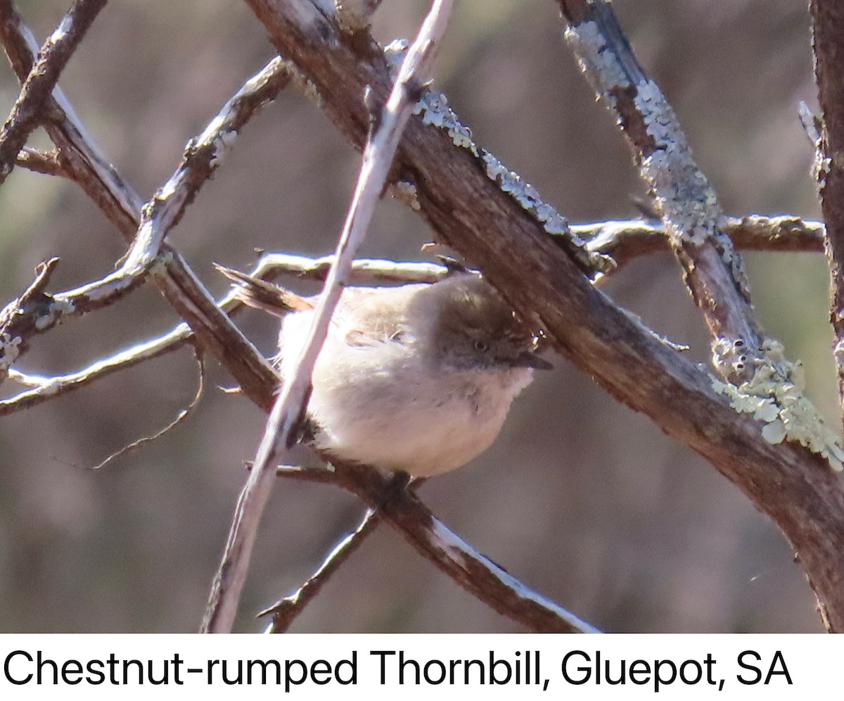 kastanjegumptornsmett - ML642142286