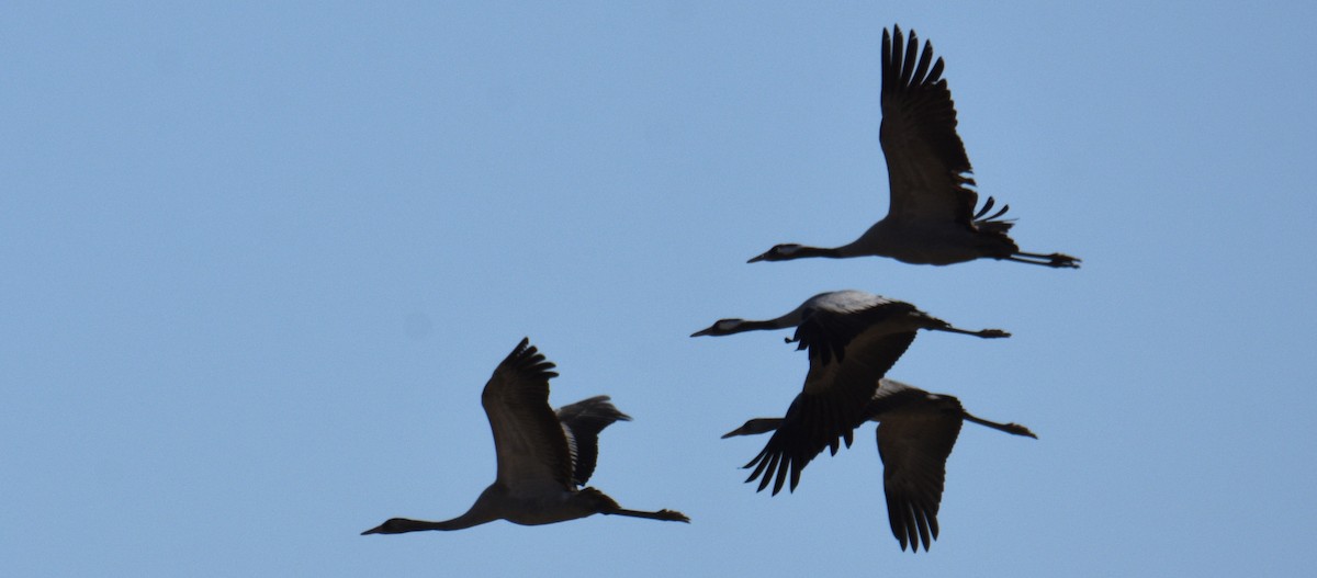 Common Crane - ML642142288