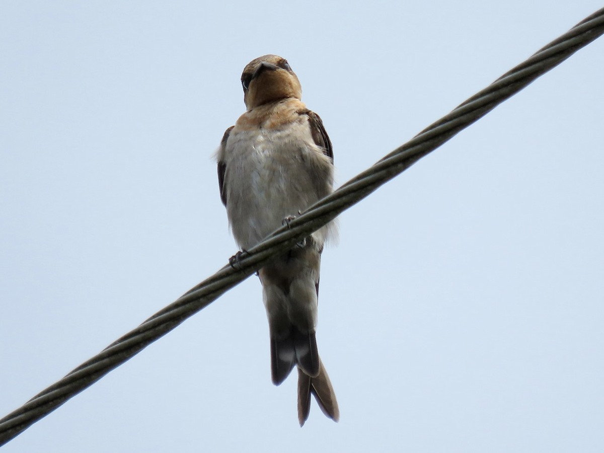 Pacific Swallow - ML642142296