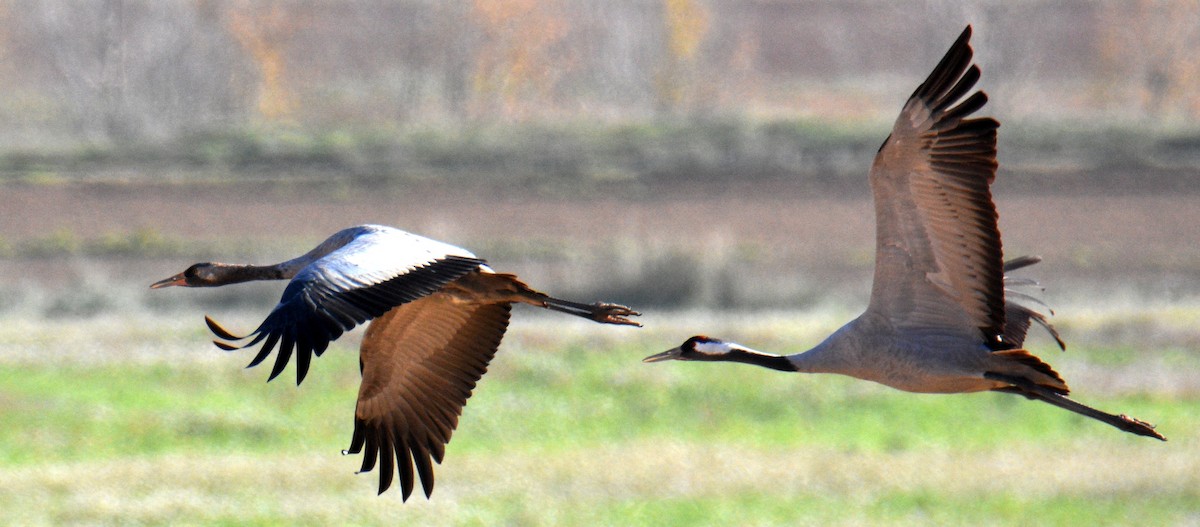 Common Crane - ML642142298