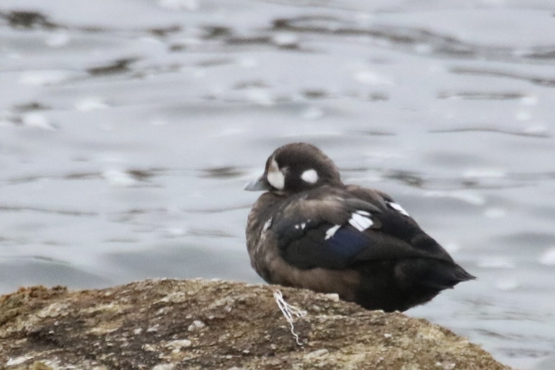Harlequin Duck - ML642142310