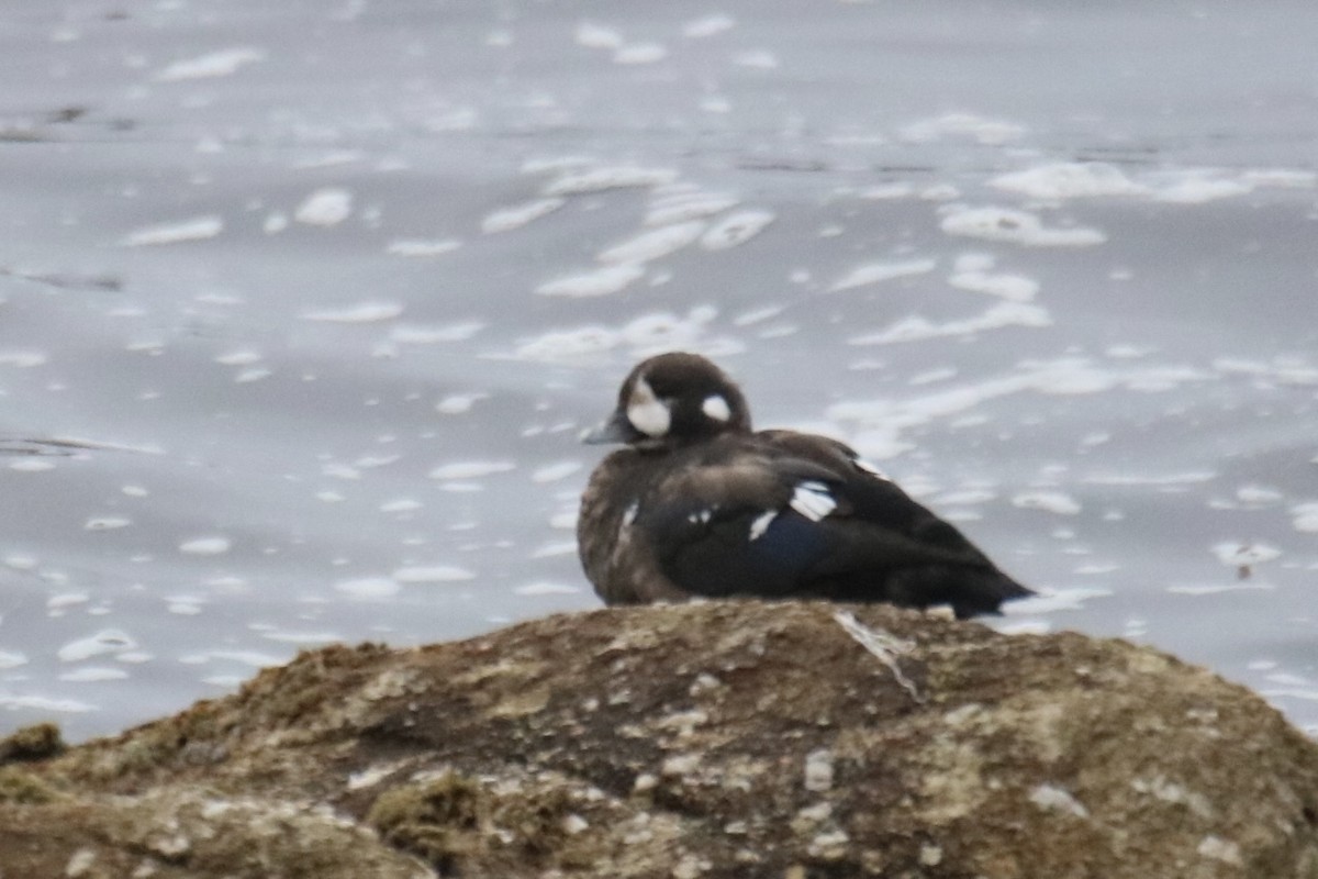 Harlequin Duck - ML642142312