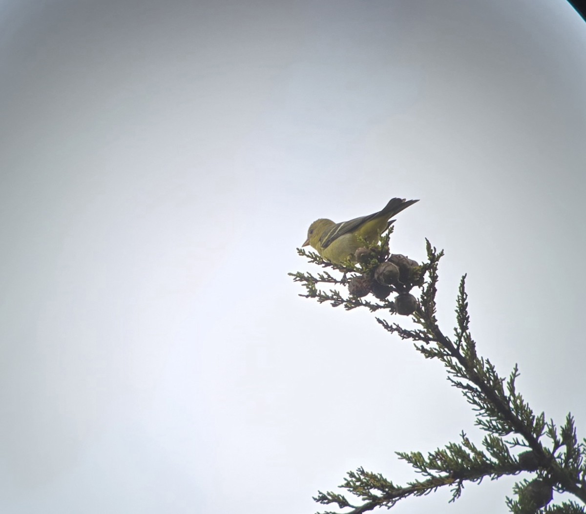 Western Tanager - ML642142320