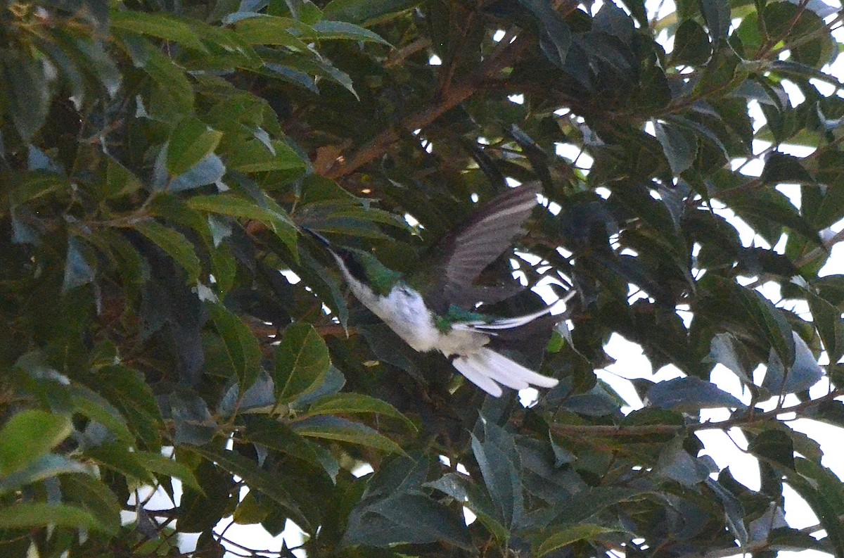 Black-eared Fairy - ML642142328