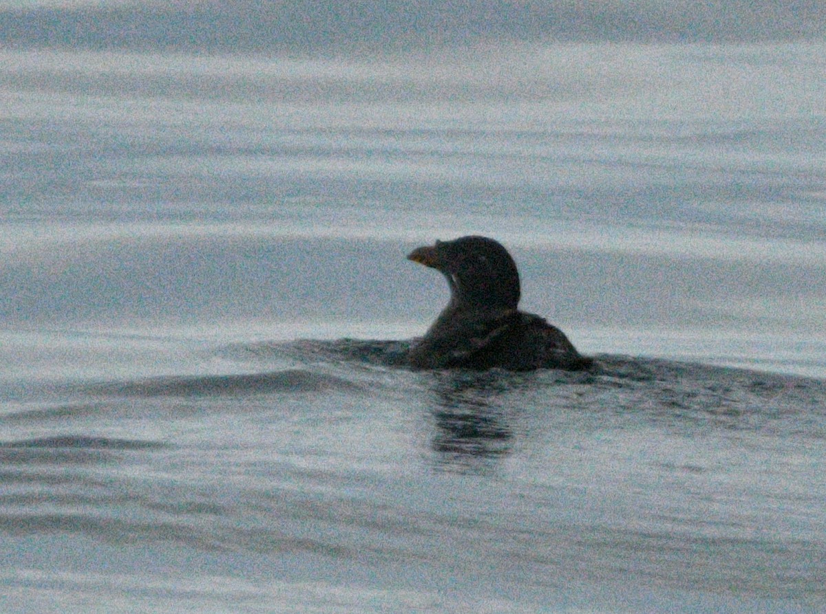 Rhinoceros Auklet - ML642142330