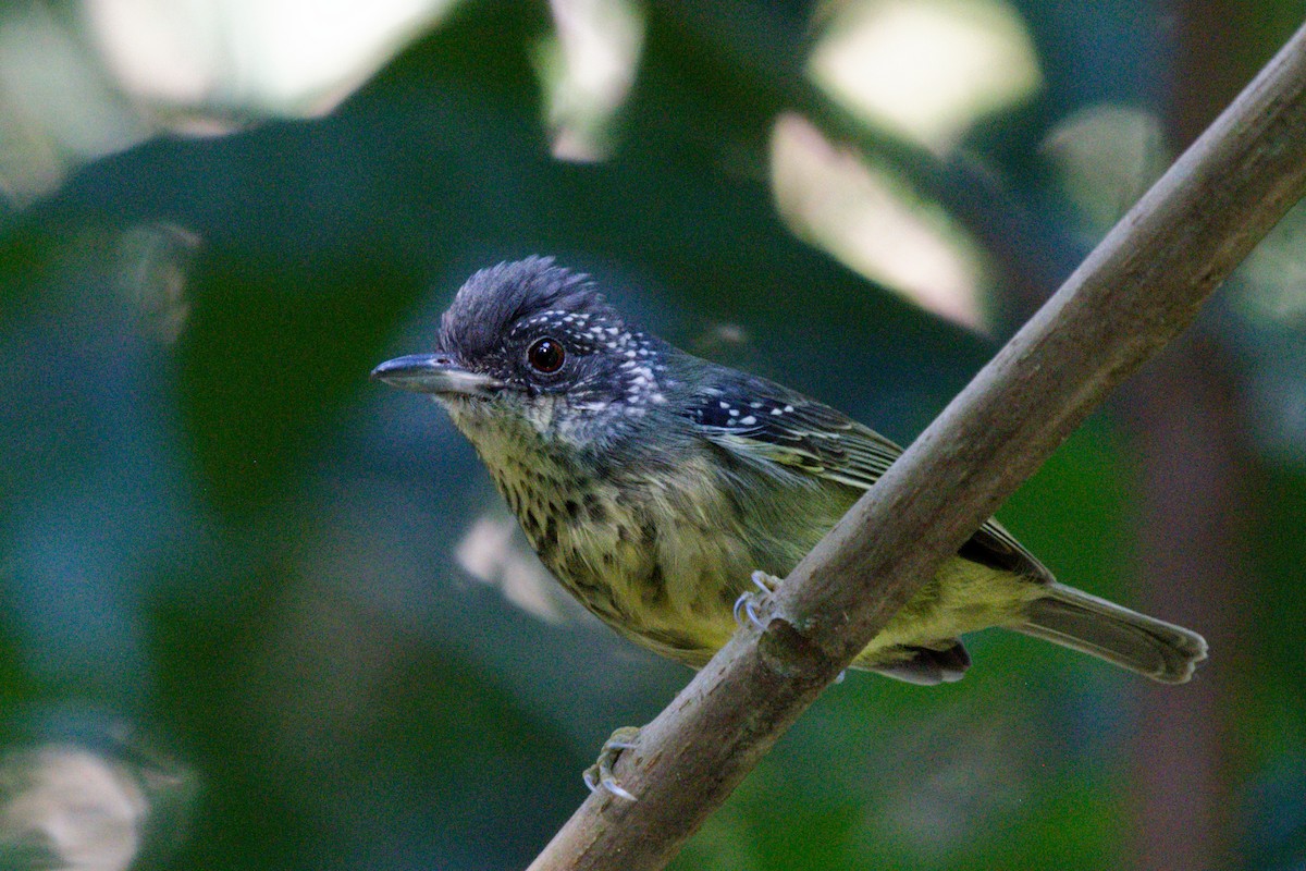 Spot-breasted Antvireo - ML642142332