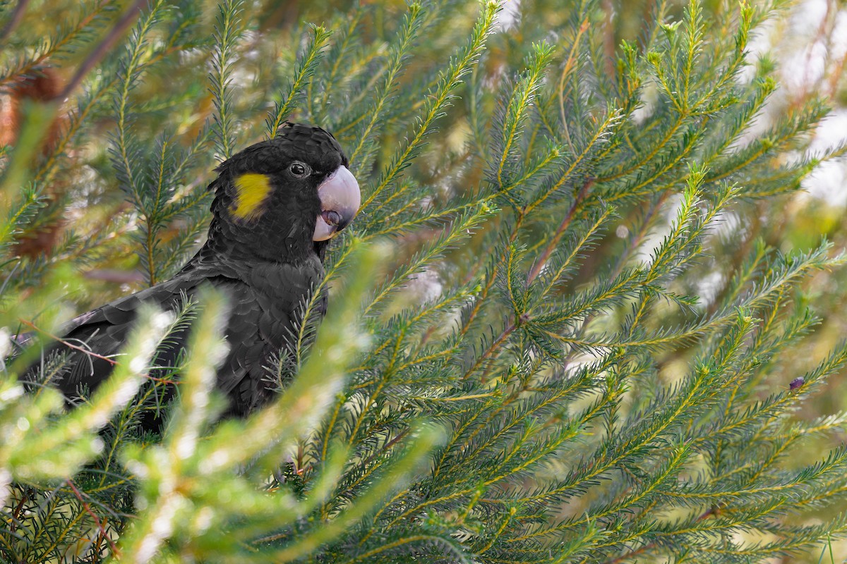 Yellow-tailed Black-Cockatoo - ML642142335