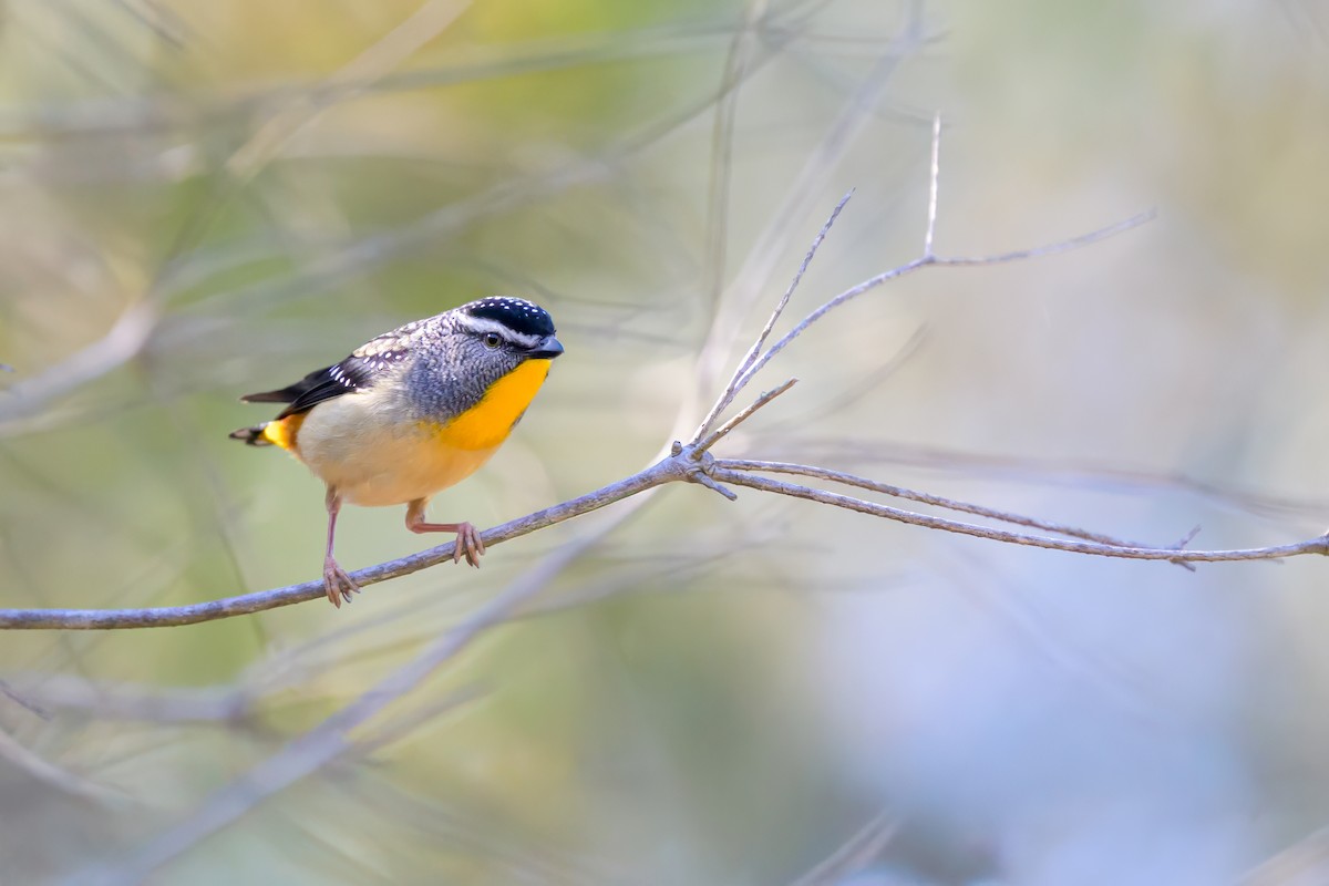 Spotted Pardalote - ML642142343