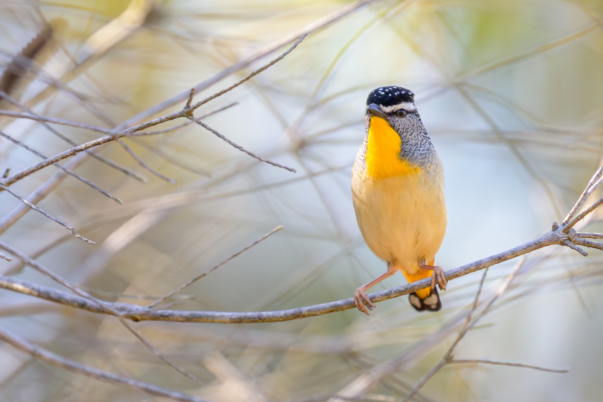 Spotted Pardalote - ML642142344
