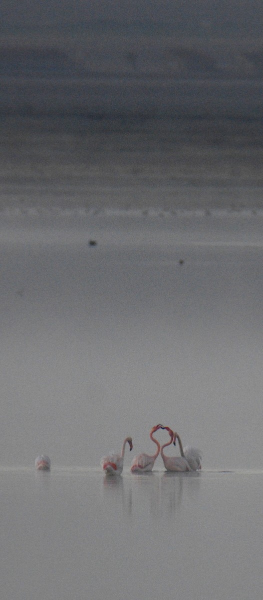Greater Flamingo - ML642142345