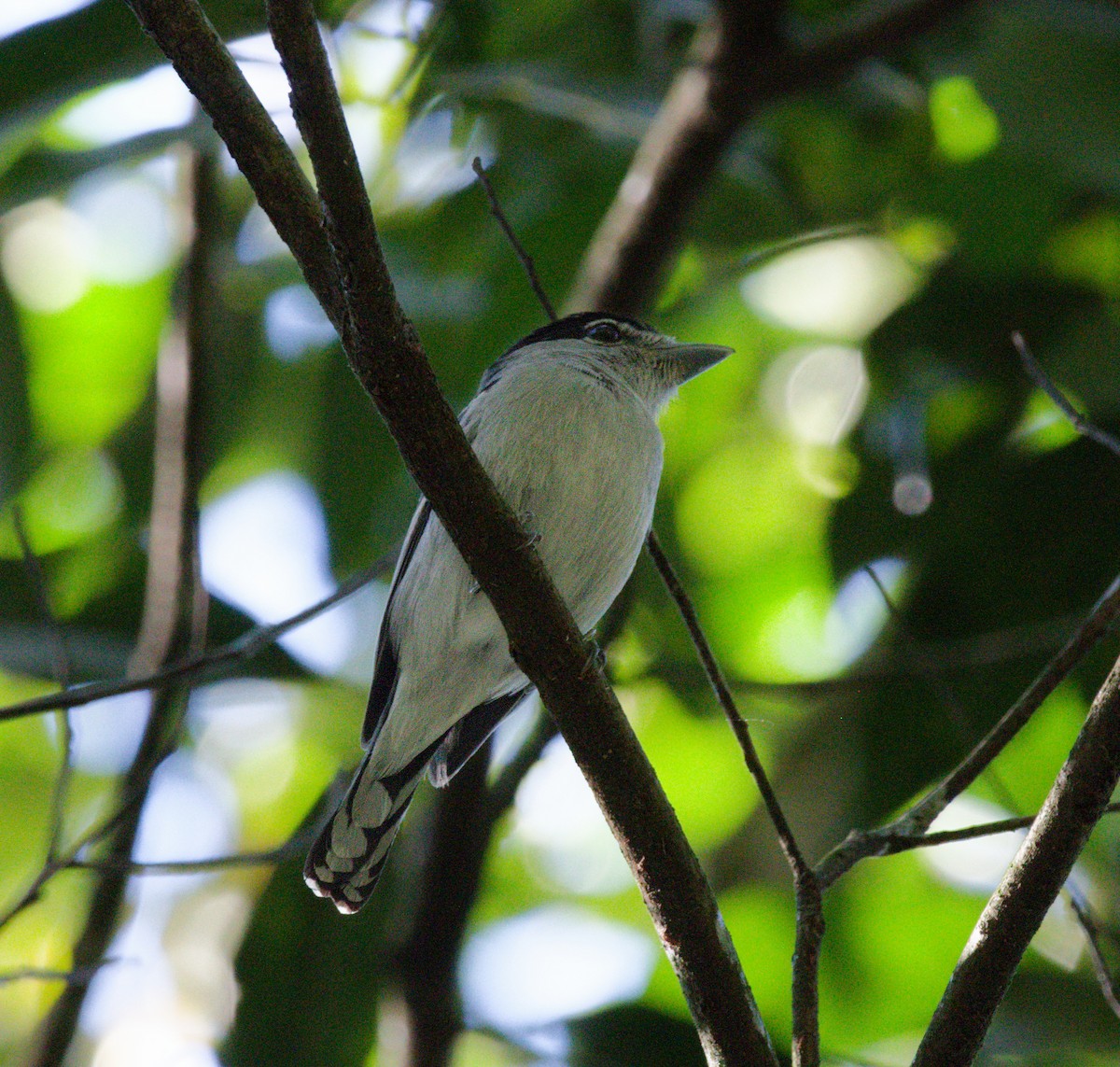 Black-capped Becard - ML642142363