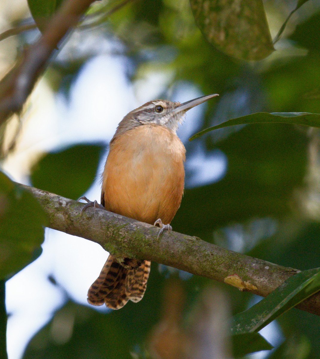 Long-billed Wren - ML642142369