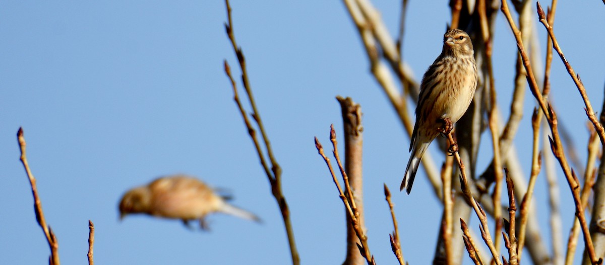 Eurasian Linnet - ML642142370
