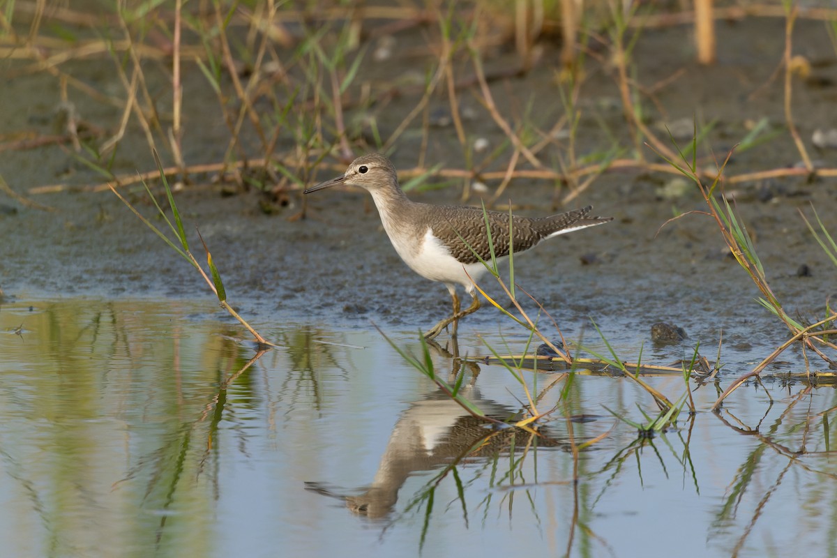strandsnipe - ML642142376