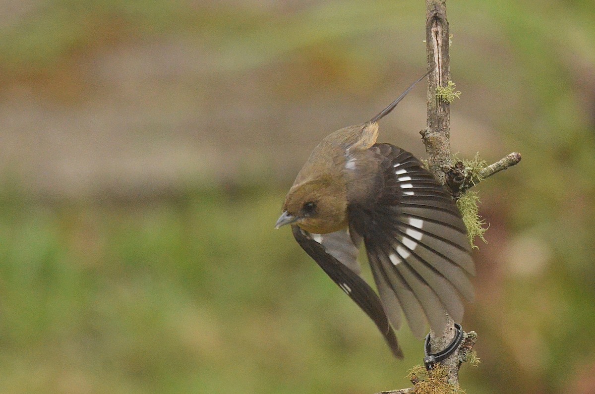 Black-goggled Tanager - ML642142380