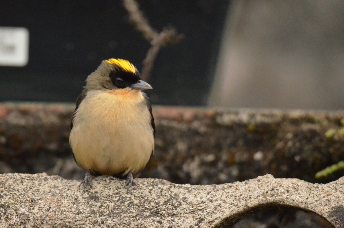 Black-goggled Tanager - ML642142381