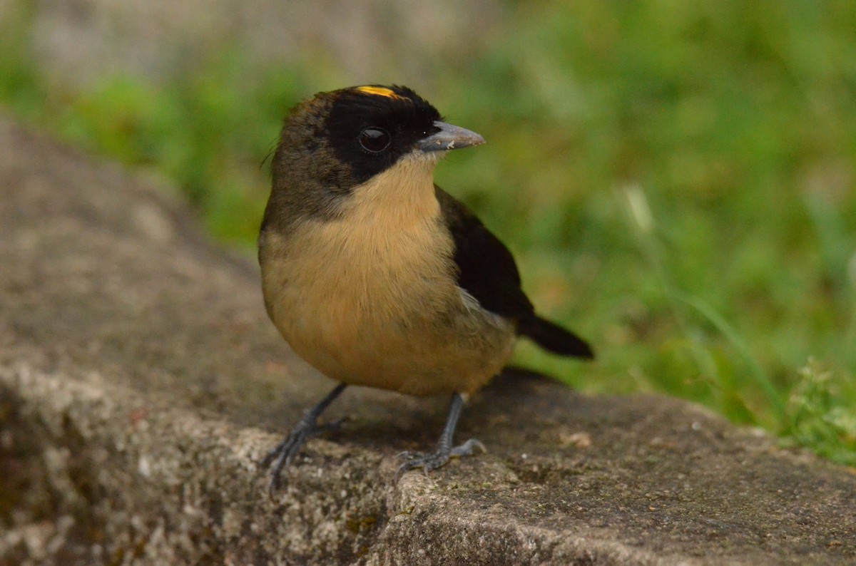 Black-goggled Tanager - ML642142382