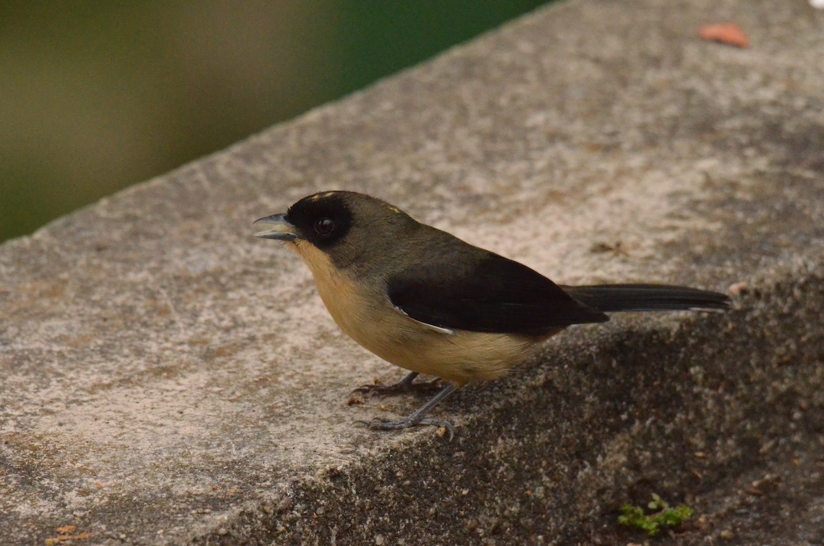 Black-goggled Tanager - ML642142383