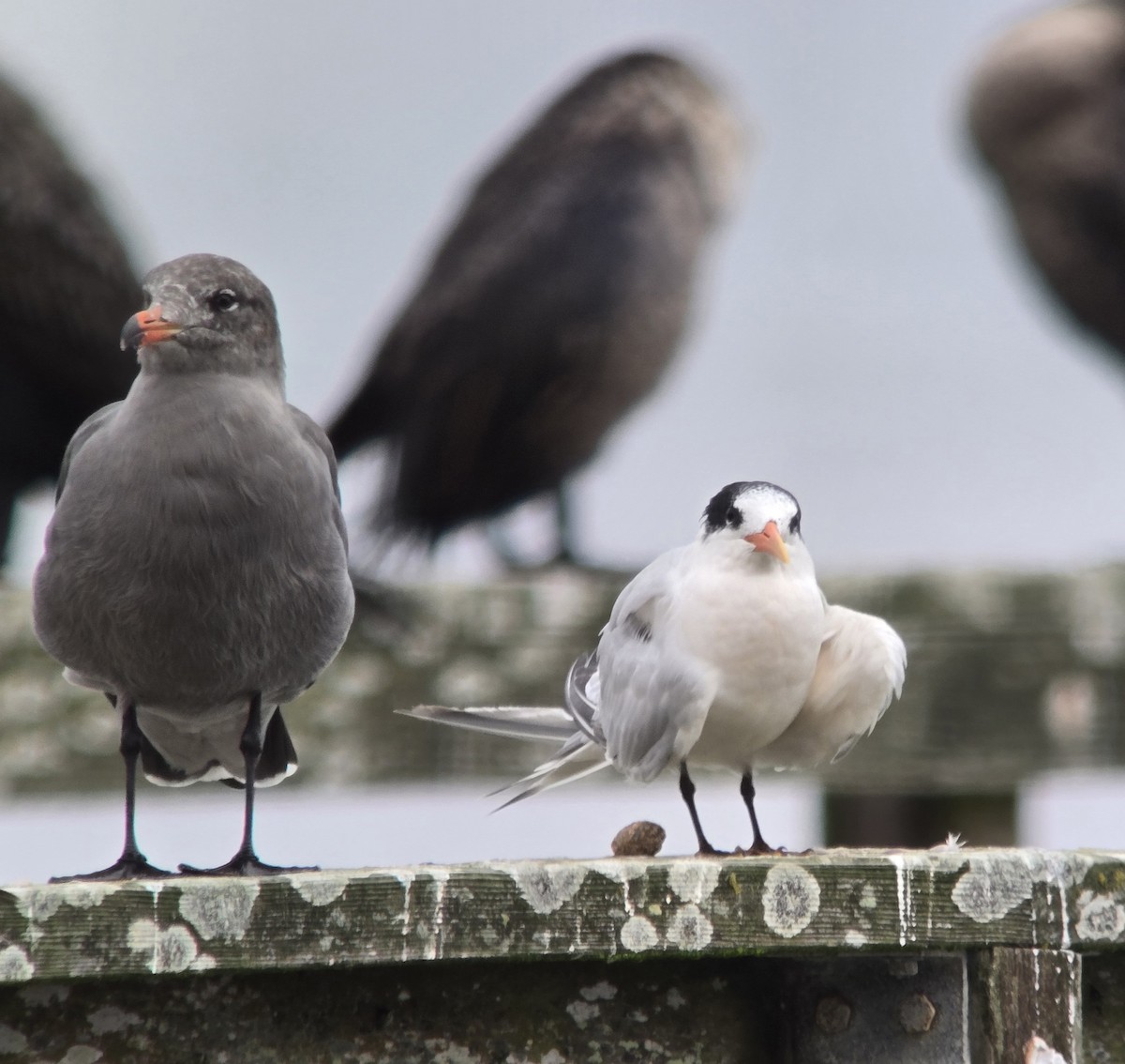 Elegant Tern - ML642142384