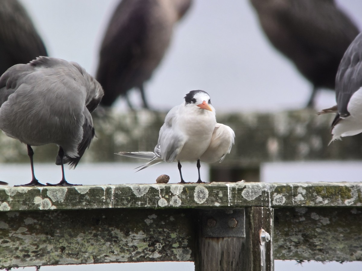 Elegant Tern - ML642142385