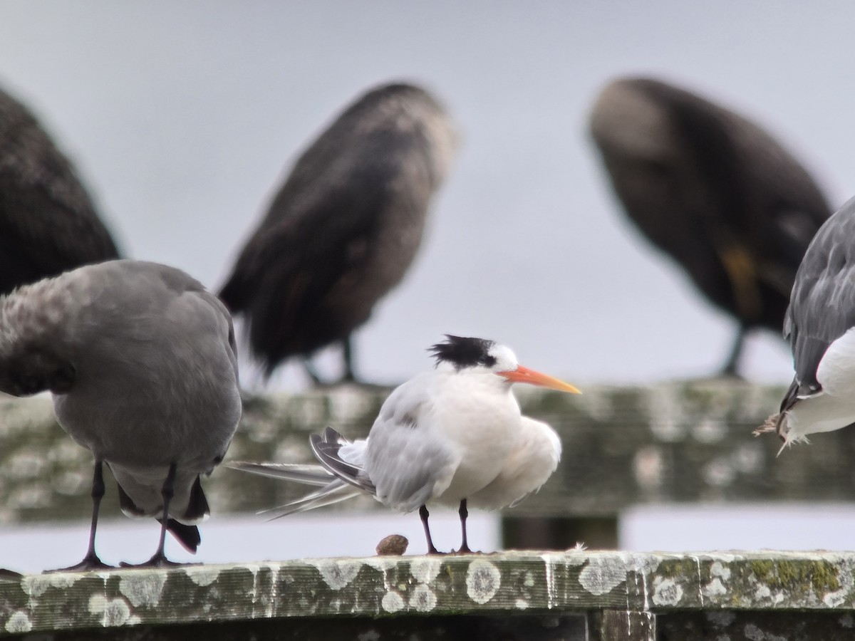 Elegant Tern - ML642142386