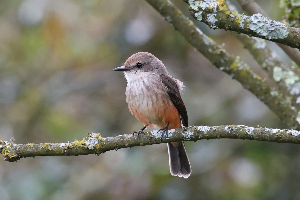 Vermilion Flycatcher - ML642142387