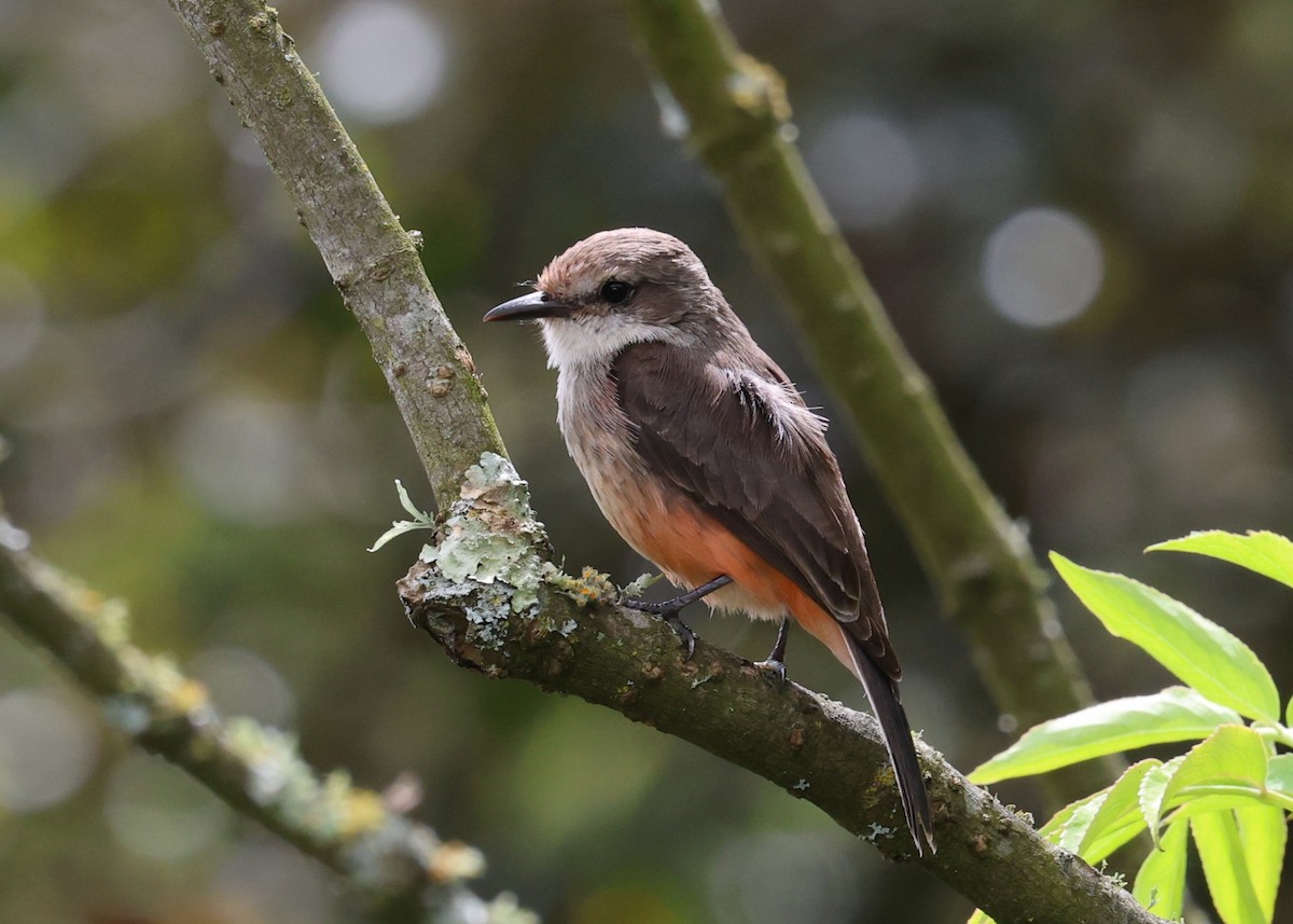 Vermilion Flycatcher - ML642142398