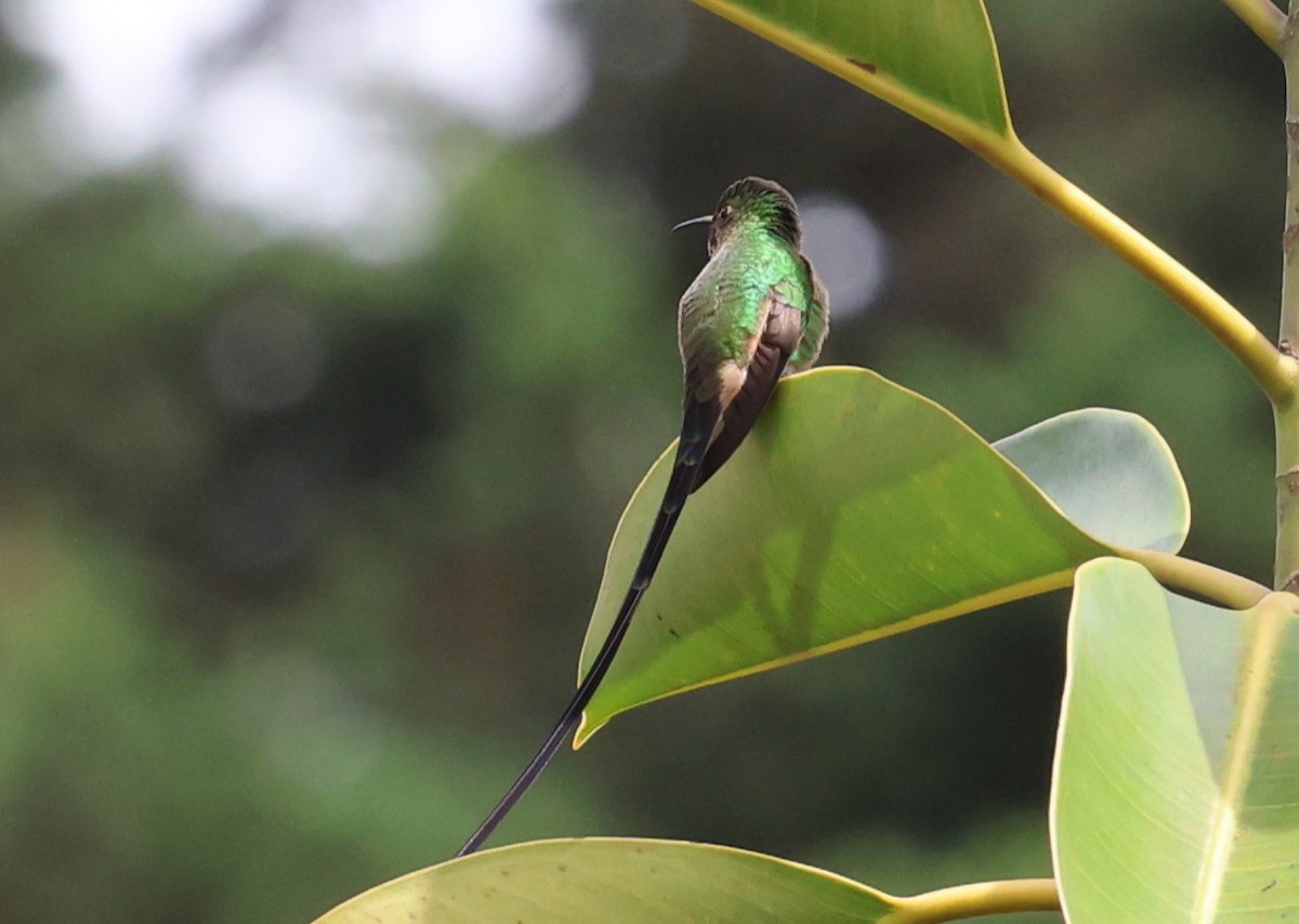 Black-tailed Trainbearer - ML642142410